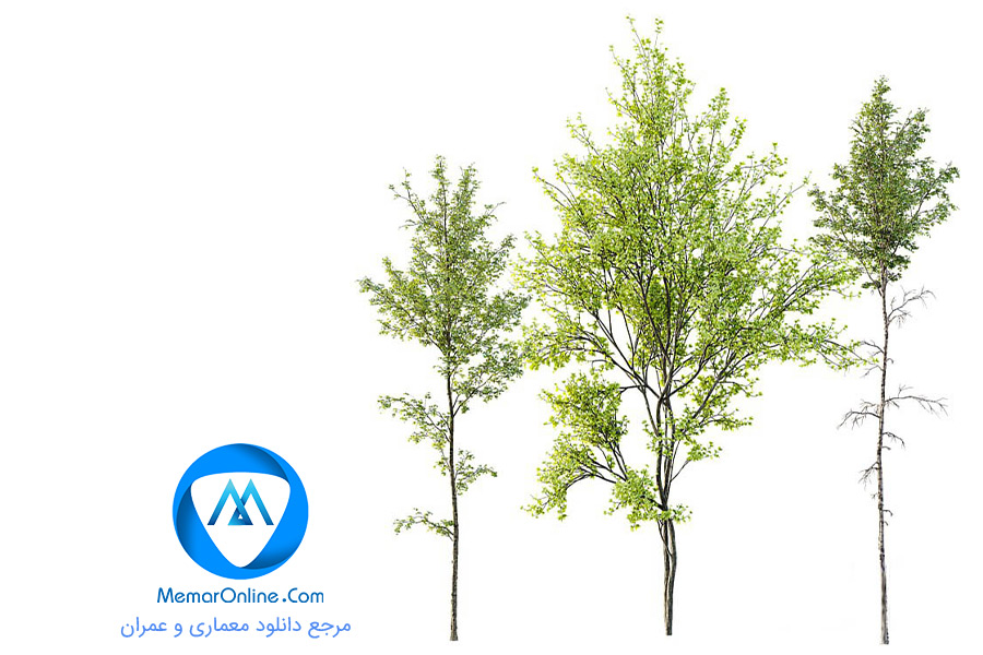 دانلود آبجکت رایگان درخت برای تری دی مکس