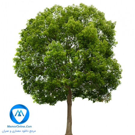 دانلود تصاویر درخت با فرمت png برای پست پروداکشن
