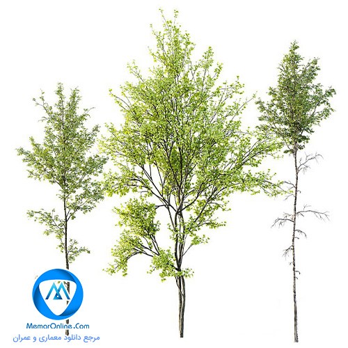 دانلود آبجکت رایگان درخت برای تری دی مکس